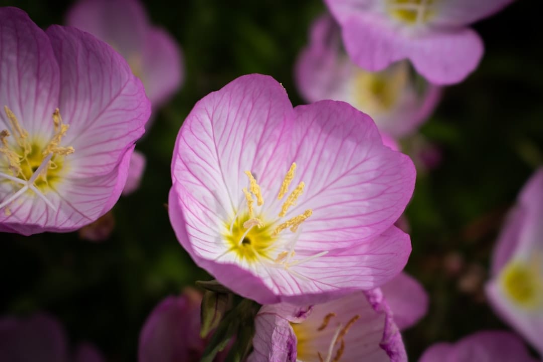 Photo Flowers, Mother